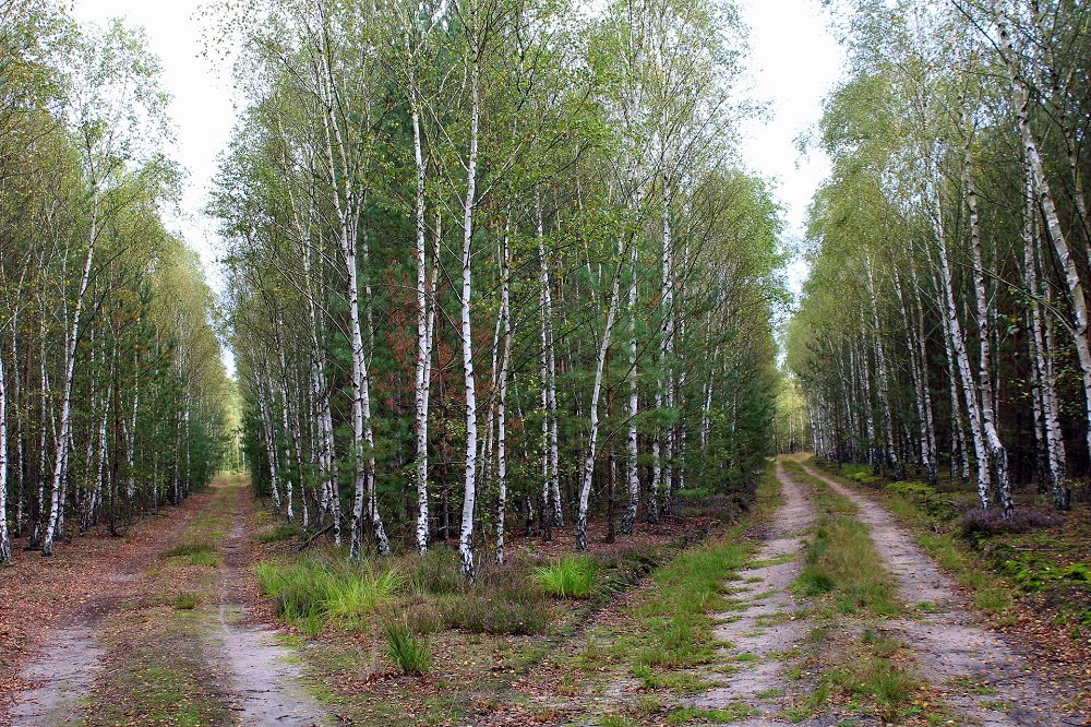 Weggabelung im Wald